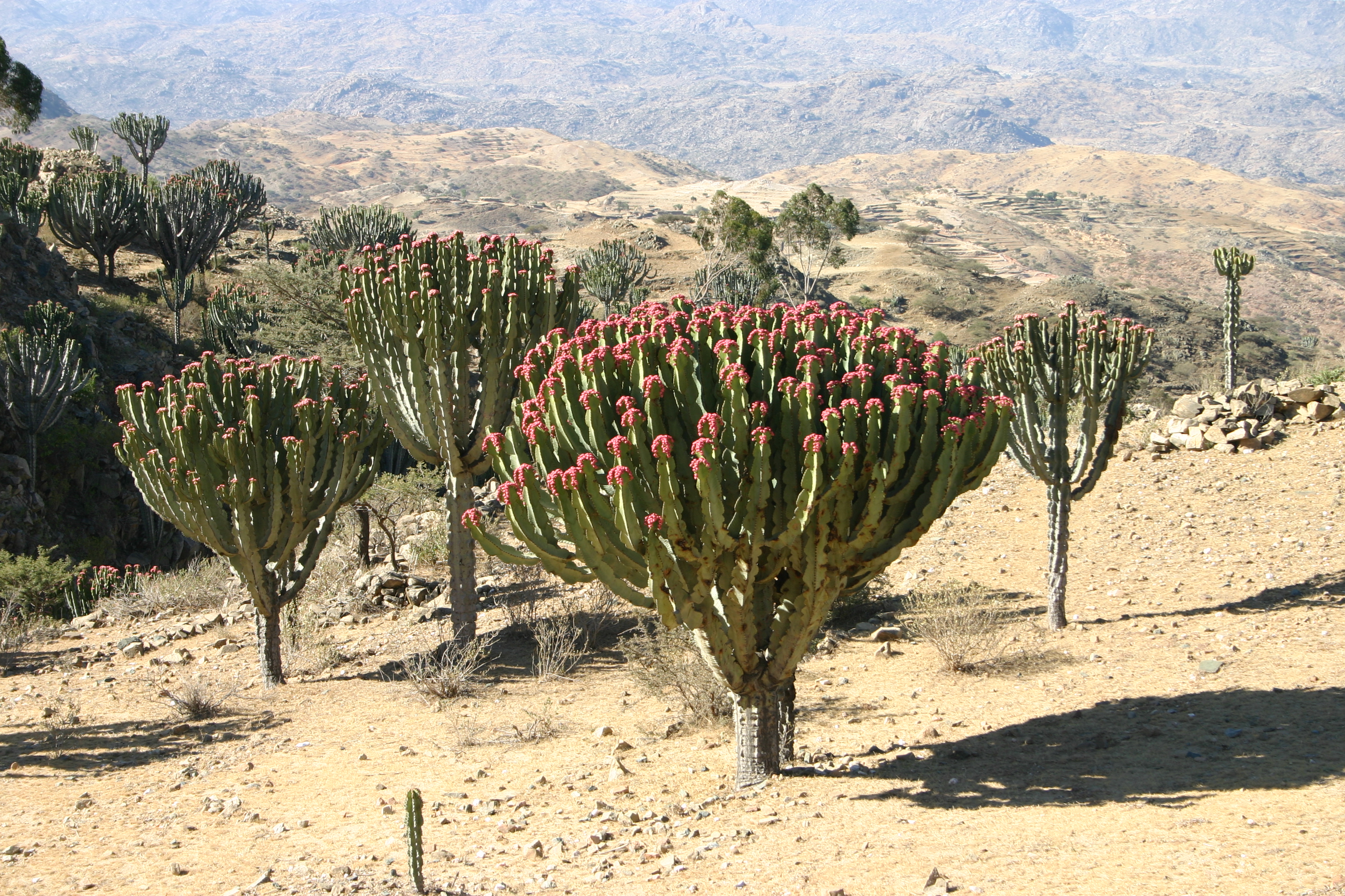 altopiano in fiore
