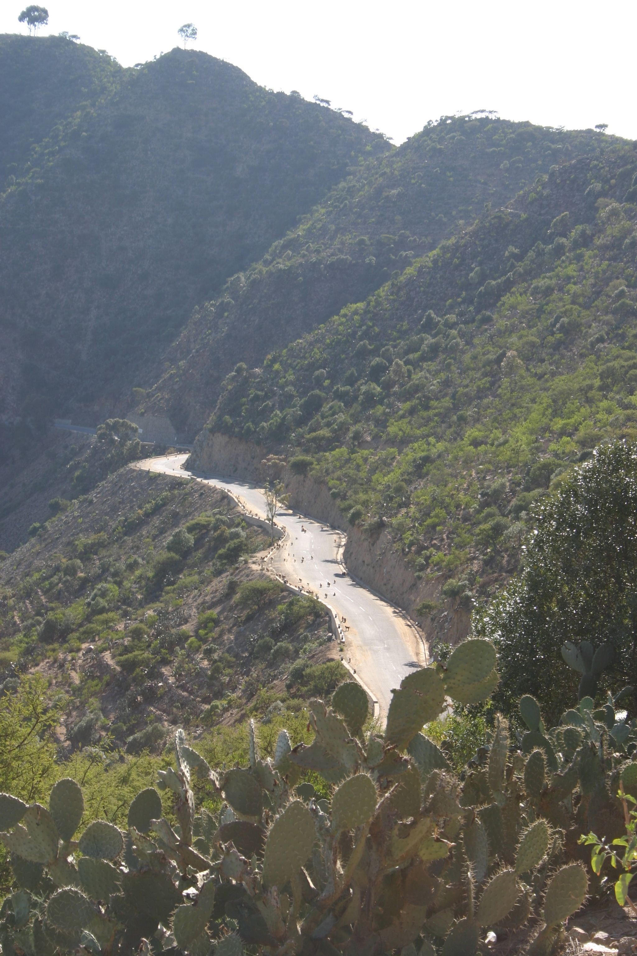 strada altopiano, i veicoli non disturbino il cammino delle scimmie