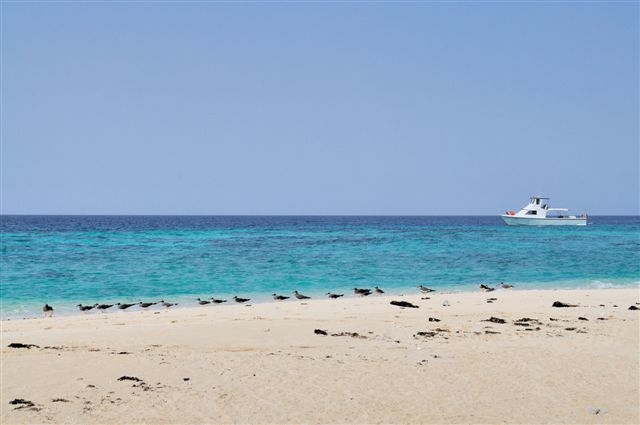 Isole dahlak, madote