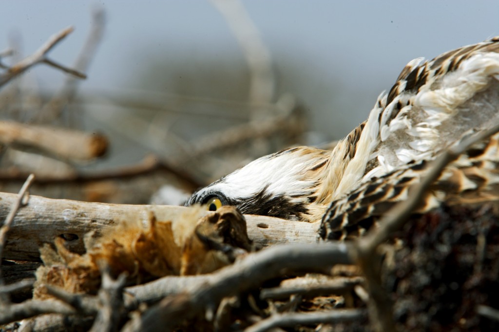 b-zanzottera-madote-falco-pescatore