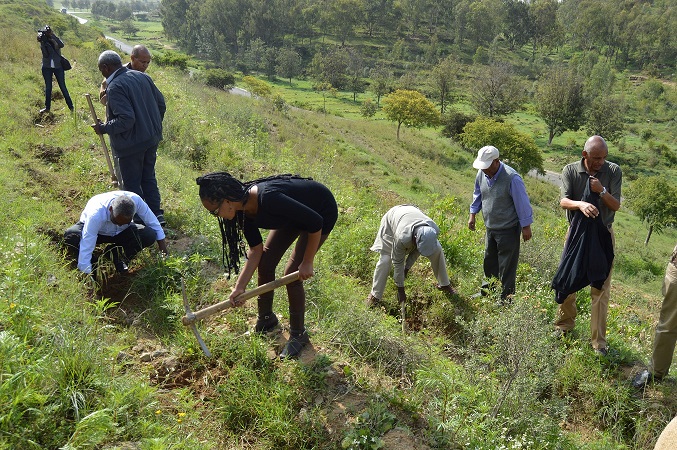 Credit, European Union Eritrea, ulivi piantati per un'agricoltura sostenibile